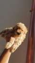 Foto cucciolo barboncino toy albicocca con vaccino