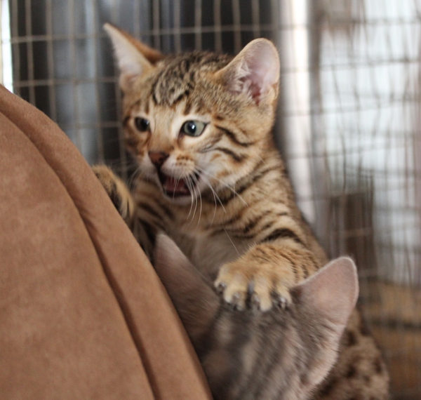 Foto cucciolo Bengala Disponibili 