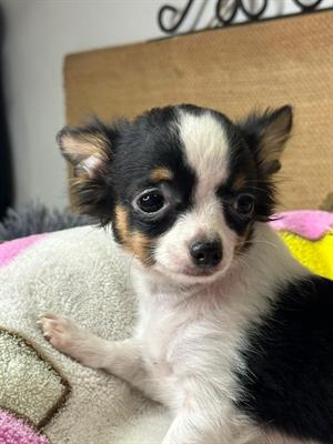 Foto Cucciolo Chihuahua Femmina a pelo lungo