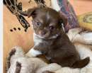 Foto Cucciolo Chihuahua maschio pelo lungo