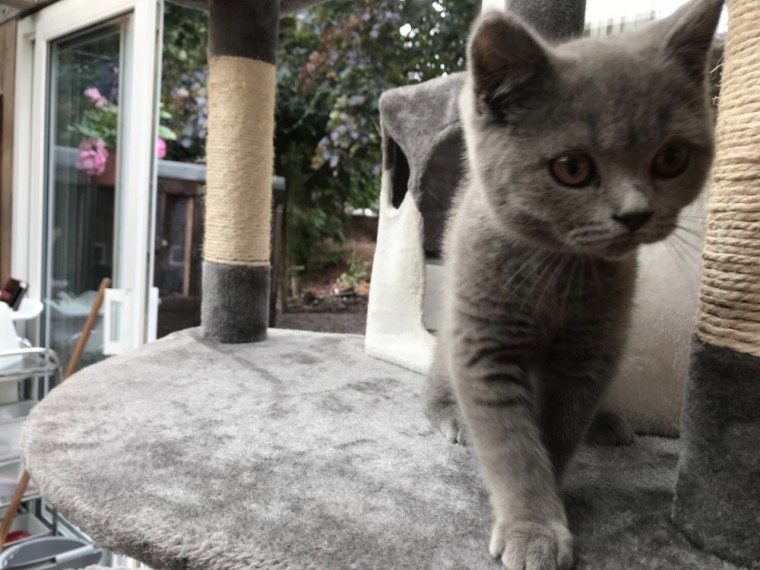 Foto cucciolo di British Shorthair 