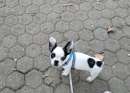 Foto Cucciolo di Bulldog Francese  a Torino