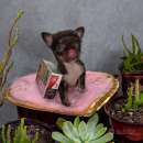Foto Cucciolo di chihuahua