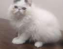 Foto Cucciolo di gatto persiano