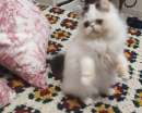 Foto Cucciolo di gatto persiano