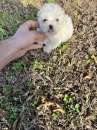 Foto Cucciolo di Maltipoo (avorio)