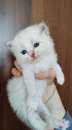Foto Cucciolo gatto siberiano