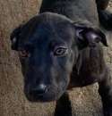 Foto CUCCIOLO IN ADOZIONE: SAMUEL