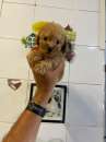 Foto Cucciolo italiano di barboncino toy albicocca maschietto