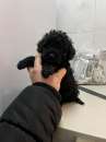 Foto Cucciolo italiano di barboncino toy maschio colore nero blak