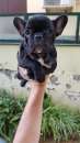 Foto Cucciolo italiano di bulldog francese colore nero