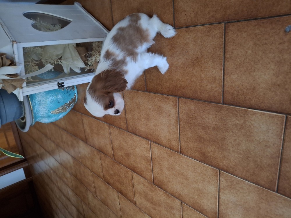 Foto Cucciolo maschio cavalier king 