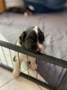 Foto Cucciolo pastore australian