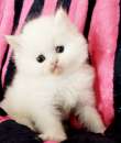 Foto Cucciolo persiano colore bianco MASCHIO
