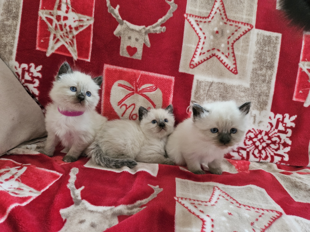 Foto Cucciolo Ragdoll Seal point