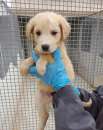 Foto Cucciolo simil labrador in canile