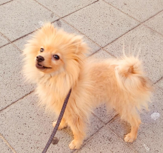 Foto Cucciolo Splitz di Pomerania