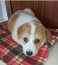 Foto Cucciolo taglia grande in adozione