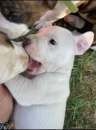 Foto Cucciolona di american pitbull terrier ( manto bianco e occhi azzurri )