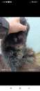 Foto Cucciolona di un anno lasciata marcire in canile