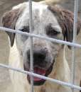 Foto CUCCIOLONE IN ADOZIONE: JAGO
