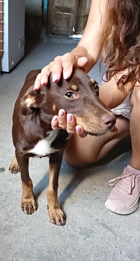 Foto CUCCIOLONE TAGLIA MEDIA CONTENUTA BELLISSIMO BRUNO