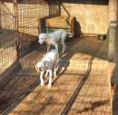 Foto Cuccioloni segugio istriano
