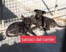 Foto Cucciolotti  in canile ...mamma uccisa! SUD