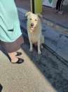Foto Dakar simil labrador dolcissimo vive in strada a rischio
