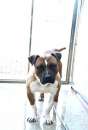 Foto Danny bellissimo american staffordshire in adozione