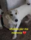 Foto DIANA, CUCCIOLA DI 7 MESI IN CANILE. SUD