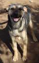 Foto Diesel, cucciolotto nato a settembre '23