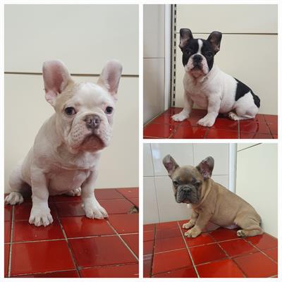 Foto Disponiamo di cuccioli Bouledogue Francese