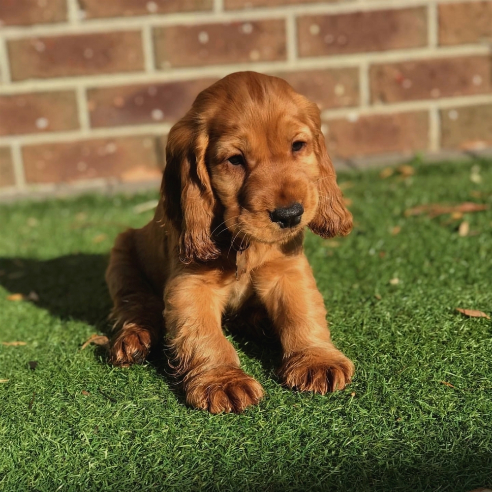 Foto Disponibile cucciolo di cocker spaniel