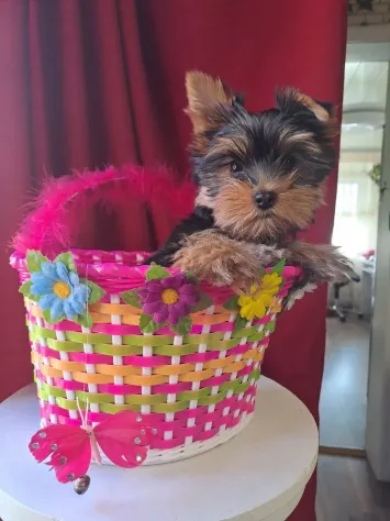 Foto Disponibile eccellente cucciolata di Yorkshire toy