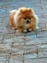Foto Disponibile maschio spitz di pomerania nano per monta