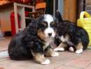 Foto Disponibili bellissimi cuccioli di Bovaro Del Bernese