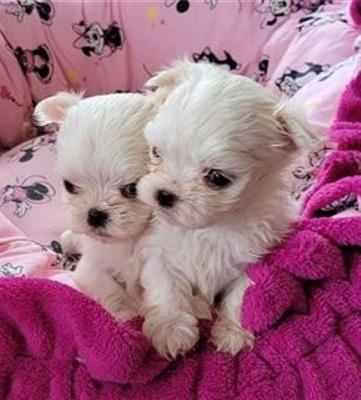 Foto Disponibili bellissimi cuccioli di simil maltese