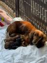 Foto Disponibili cuccioli di bassotto tedesco a pelo lungo
