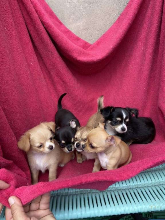 Foto Disponibili  cuccioli di Chihuahua 150euro