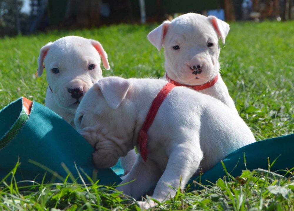Foto disponibili cuccioli di dogo argentino in regalo