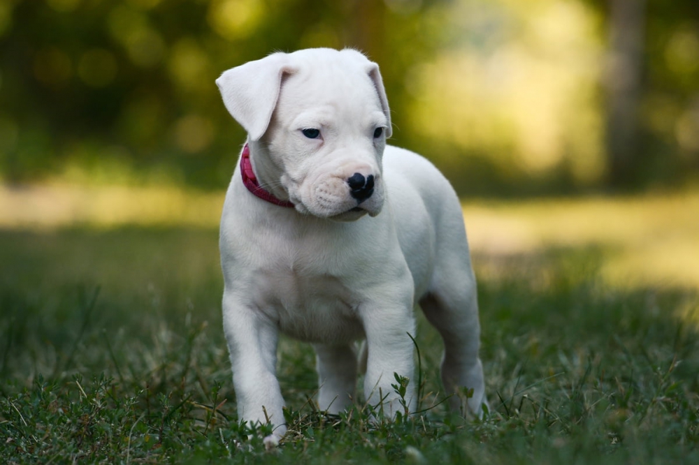 Foto disponibili cuccioli di dogo argentino in regalo