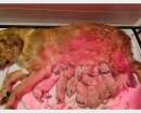 Foto Disponibili cuccioli di golden retriver inglesi