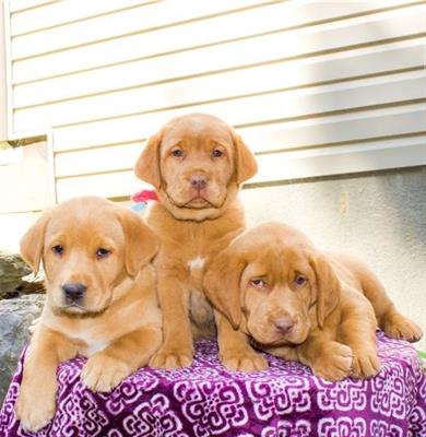 Foto Disponibili cuccioli di labrador 