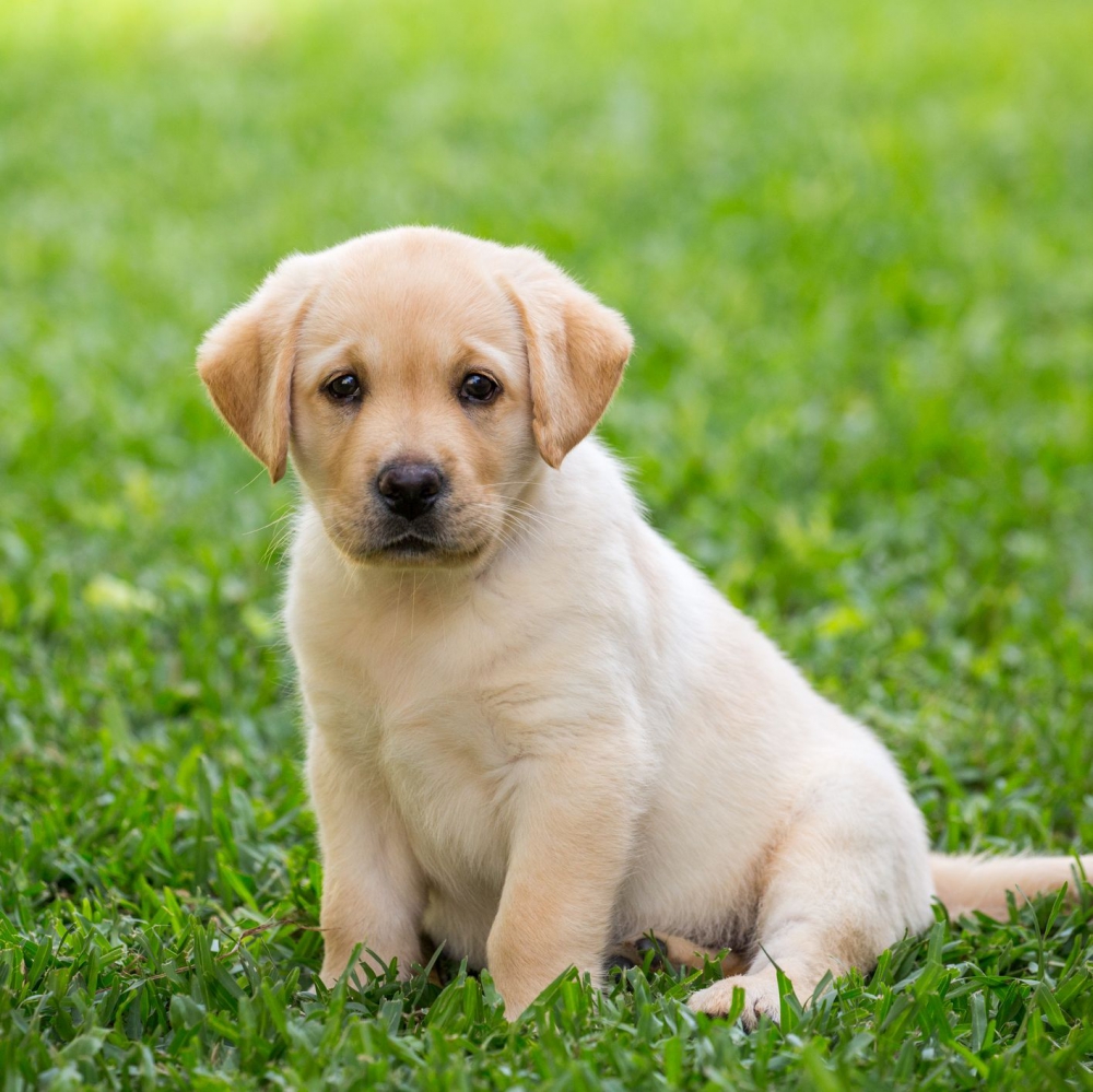 Foto disponibili cuccioli di labrador retiever