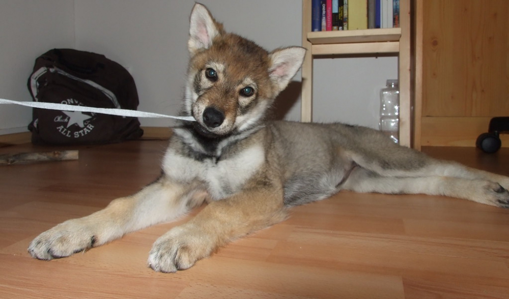 Foto disponibili cuccioli di lupo cecoslovacco 