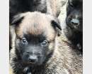 Foto Disponibili cuccioli di pastore belga Malinois