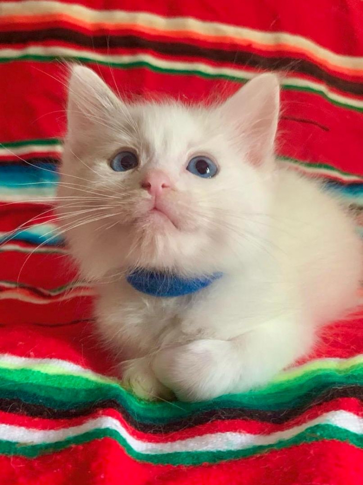 Foto disponibili cuccioli di ragdoll