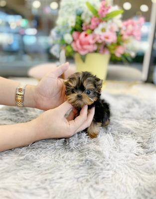 Foto Disponibili cuccioli di yorkies toy