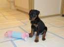 Foto Disponibili cuccioli Doberman con pedigree